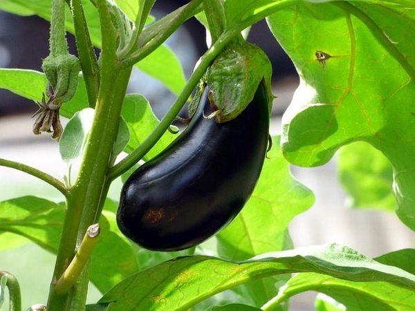 Comment garder des aubergines au congélateur ?